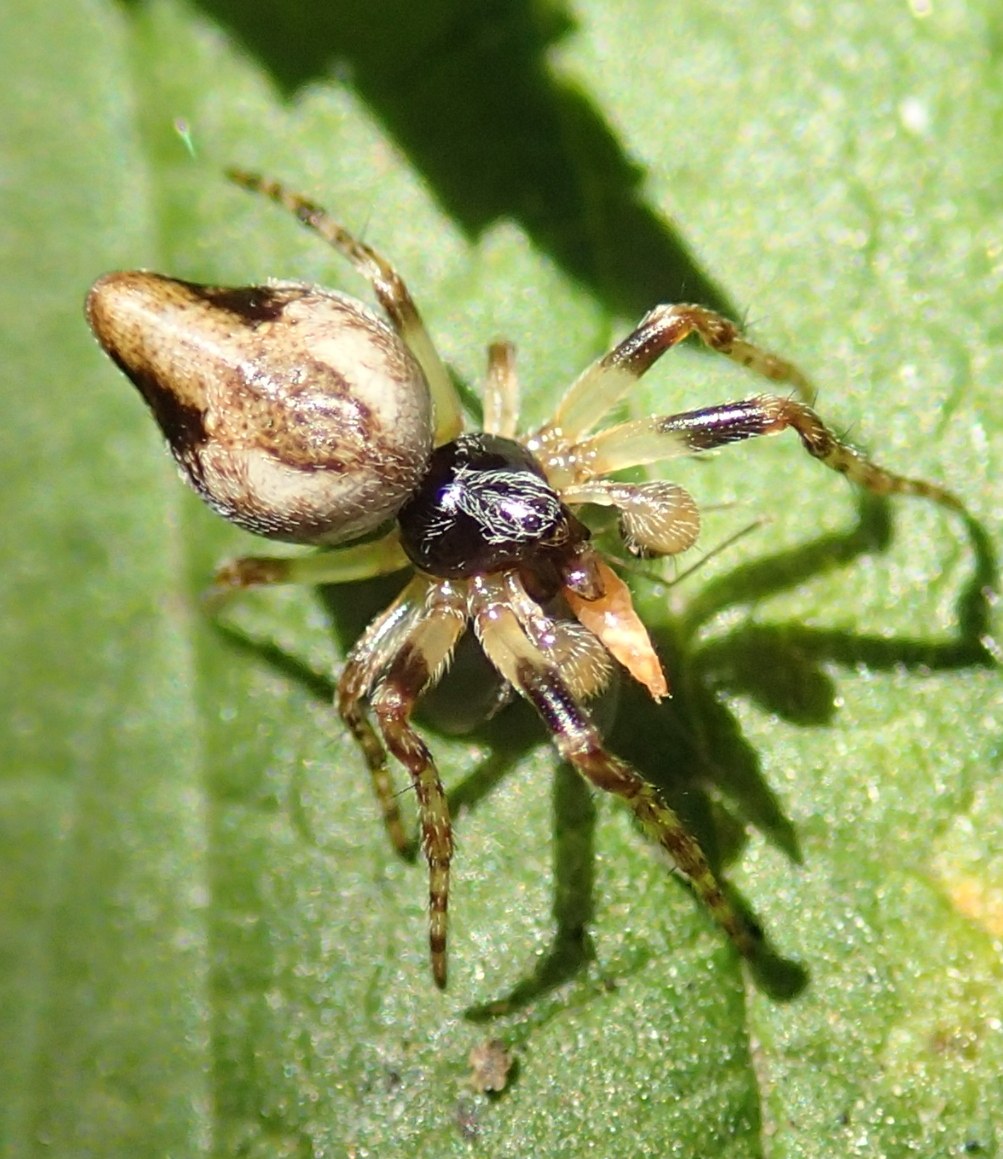 Cyclosa conica maschio subadulto - Rocca Pietore (BL)